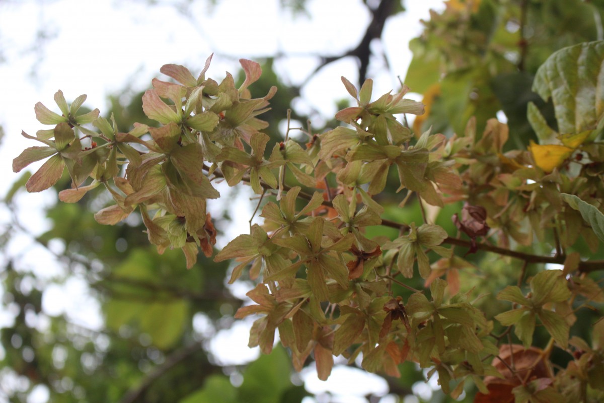 Berrya cordifolia (Willd.) Burret